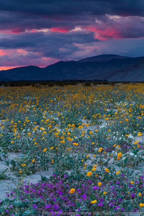 Widlflowers at sunset | Anza Borrego Desert State Park, California ...