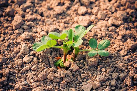 How to Grow and Care for Peanuts