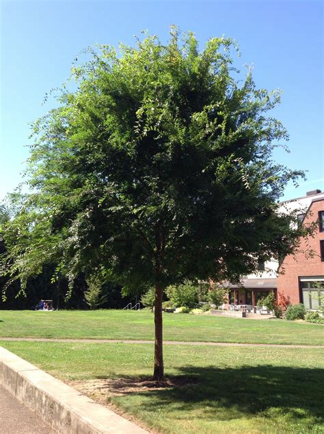 chinese elm | Fast growing evergreens, Trees for front yard, Fast growing trees