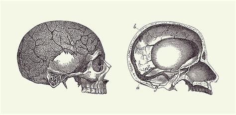 Human Skull - Classic Anatomy Print 2 Drawing by Vintage Anatomy Prints - Pixels