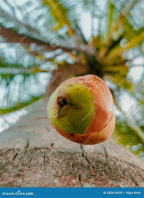 Falling Baby Coconut from Tree Stock Photo - Image of tree, coconut: 202610920