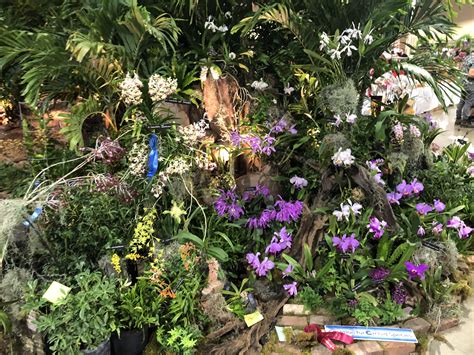 Miami orchid show 2020 - Orchid Board - Most Complete Orchid Forum on ...