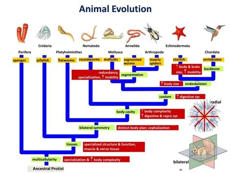 Evolution Chart Of Animals