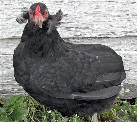 Black Araucana Chickens