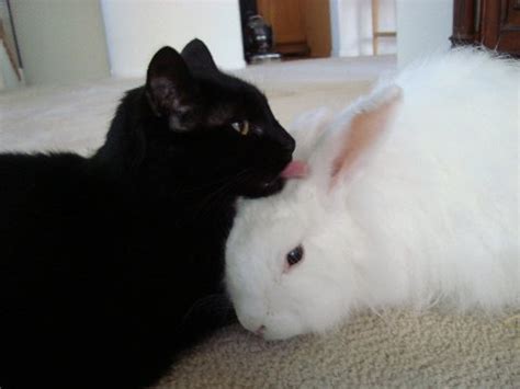 Cats & Rabbits & More - Adoptions ~ Education ~ Pet Products - Cats & Rabbits Together