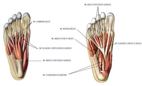 Compartir más de 73 musculos del pie dibujo - camera.edu.vn