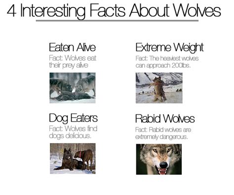 1Topthings: Diet Wolf - Top real wolf Nutrition