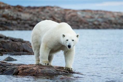 40 Cool Polar Bear Facts for Kids | LoveToKnow