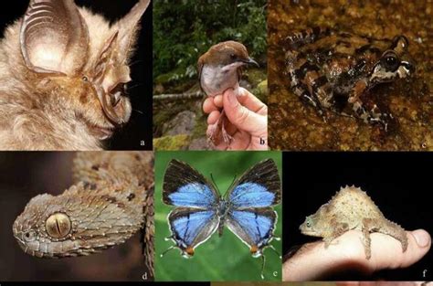 Scientists find hundreds of unique species in Africa's newest and most threatened ecoregion ...