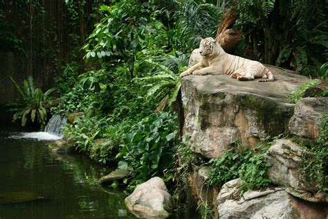 The Singapore Zoo | ContemporaryNomad.com