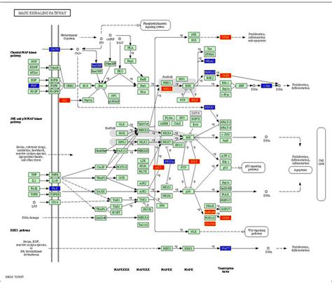 Image of the MAPK signaling pathway painted by KPP according to the ...