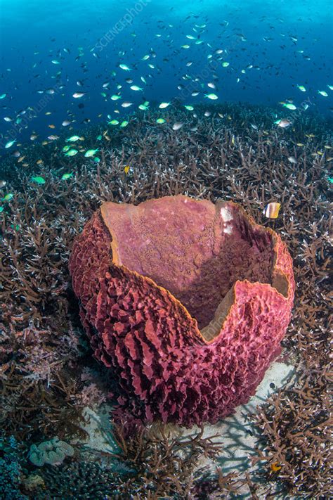 Giant Barrel Sponge - Stock Image - C037/3435 - Science Photo Library