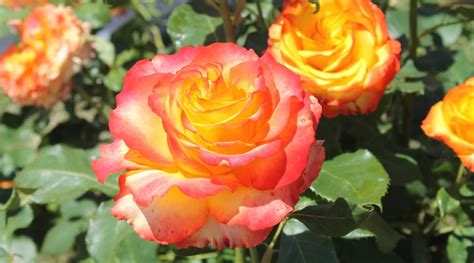 15 Multicolored Roses to Brighten Up Your Garden