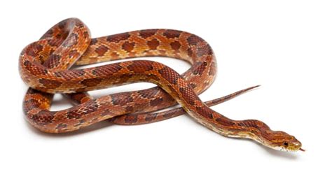 are corn snakes good pets? 10 Pros and Cons of Having a Corn Snake as a Pet - Embora Pets