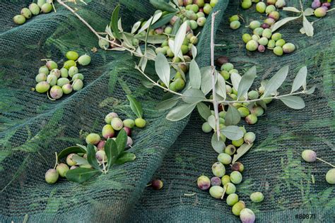 Detail of olive harvest - stock photo 80871 | Crushpixel