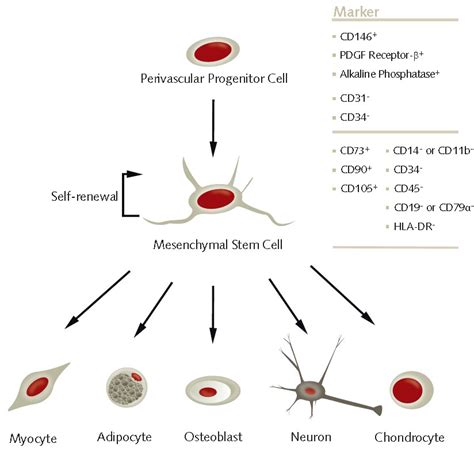 Mesenchymal Stem Cell Differentiation | Sigma-Aldrich