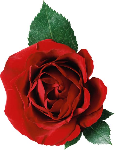 Rose Png Image Picture Download Transparent HQ PNG Download | FreePNGimg