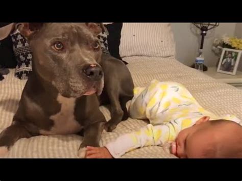 Pitbull protecting baby. - YouTube