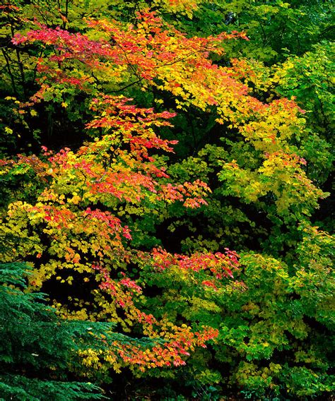 Vine Maple Fall Colors Photograph by Tim Rayburn