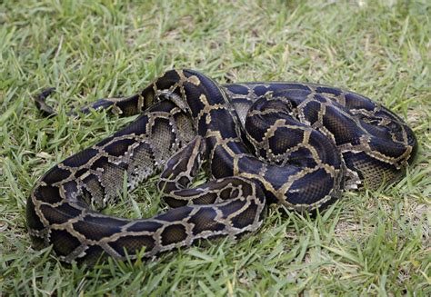 106 Burmese pythons captured in Florida hunt - CBS News