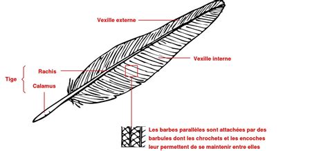 Les plumes - Encyclopédie de l'environnement