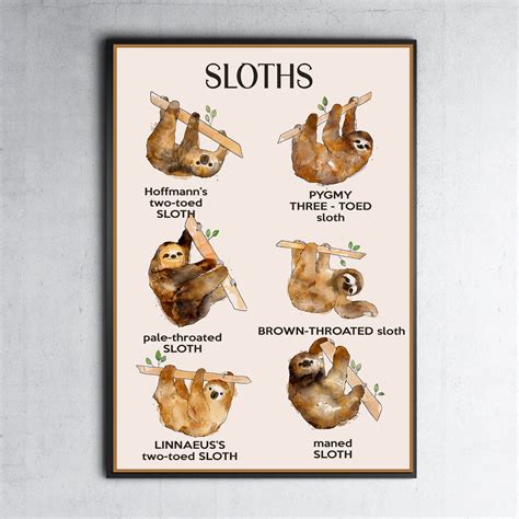 Types of Sloths Poster Sloth Lover Home Decor Sloth Gifts | Etsy