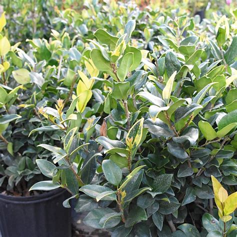 Ligustrum Variegated For Sale, Jacksonville FL