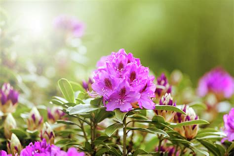 Blooming Rhododendron flowers during bright daylight Photograph by Thomas Baker - Fine Art America