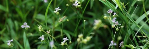 Doveweed Control: How To Get Rid of Doveweed | Solutions Pest & Lawn