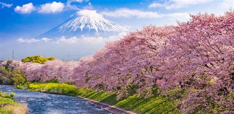 Blooming beauties: a seasonal guide to Japan’s flowers