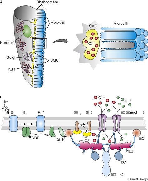 Phototransduction and the Evolution of Photoreceptors: Current Biology