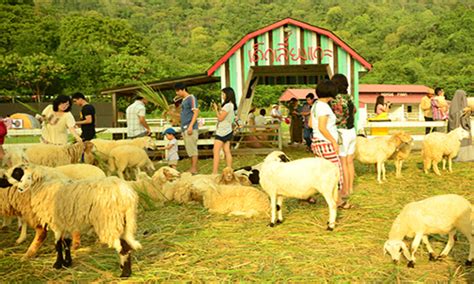 Swiss Sheep Farm | Hua Hin