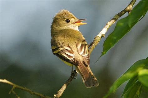 Flycatcher Identification Tips - Identifying Birds