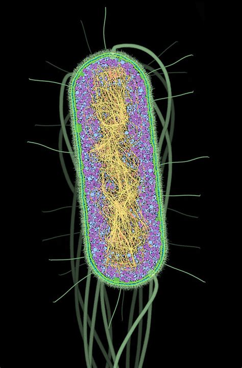 Infinity Imagined | Fotografía microscópica, Microbiología, Biología ...