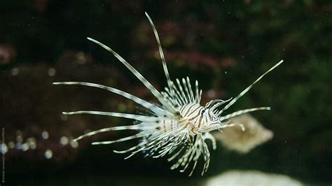 "Lionfish In Aquarium" by Stocksy Contributor "B Krokodil" - Stocksy