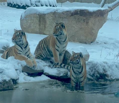 Zoo prepares to transfer tiger cubs | News, Sports, Jobs - Minot Daily News