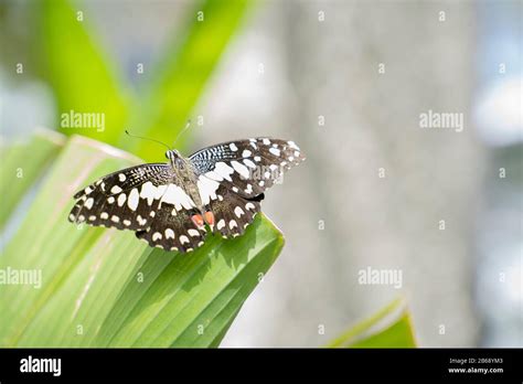 Butterfly in nature habitat.Butterfly in the green forest Stock Photo ...