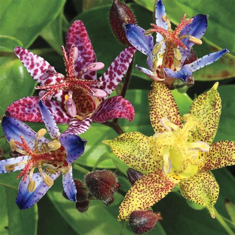 Deluxe Toad Lily Mix | Gurney's Seed & Nursery Co.