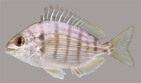 Pinfish – Discover Fishes