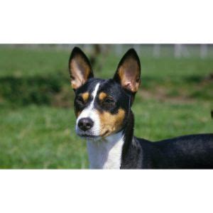 Most Common Basenji Mix Breeds! (2022)