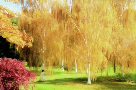 Weeping White Birch Photograph by Donna Kennedy