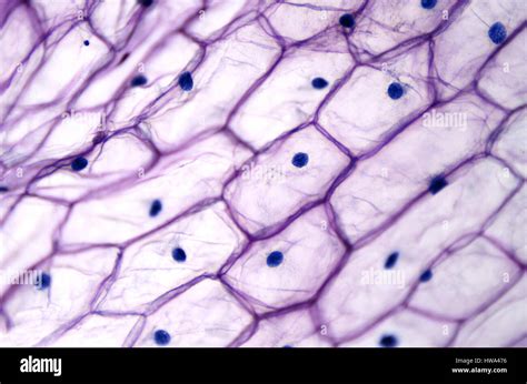 Onion epidermis with large cells under light microscope. Clear epidermal cells of an onion ...