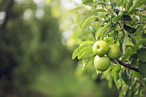 12 Best Apple Orchards in Michigan (for Fall Apple Picking!)