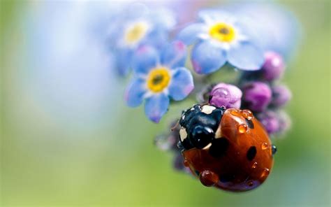 Cute Ladybug Wallpaper - WallpaperSafari