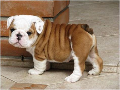 english-bulldog-puppy-5 | Baby Animal Zoo