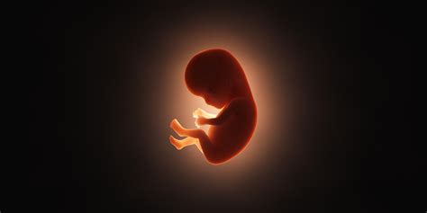 Are Human Embryos Made in the Image of God? - Articles - BioLogos