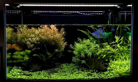 Best LED Lighting For Your Aquarium Plants | iPetCompanion