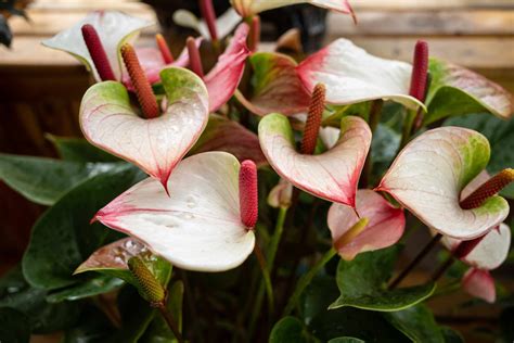 How to Successfully Grow Anthurium Plants