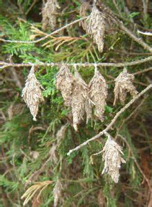 Controlling Bagworms | Triangle Gardener Magazine