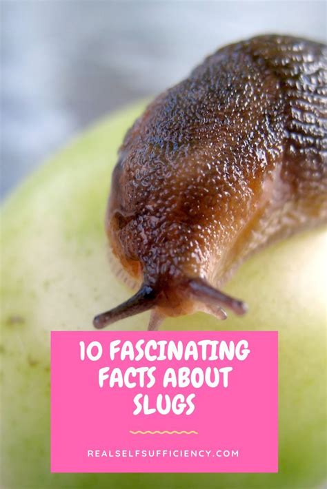 10 Fascinating Facts About Slugs | Planting vegetables, Slugs, Organic fruits and vegetables